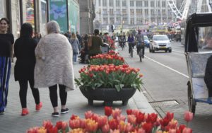 Tulpen in de Rosse Buurt